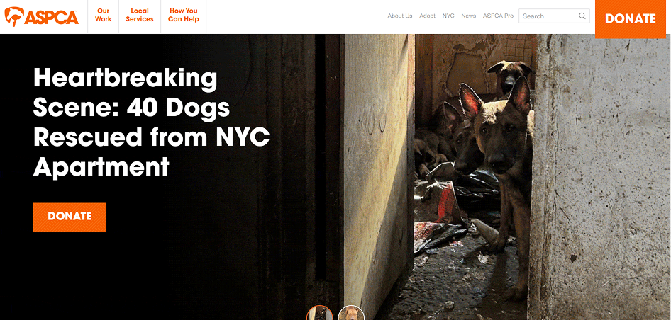 ASPCA website redesign by Kodevengers